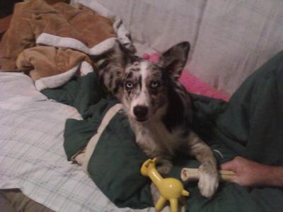 Nsdr sales australian shepherd