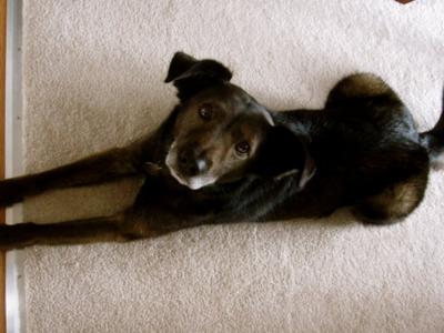 Our Aussie Is Peeing On Our Guest Beds!