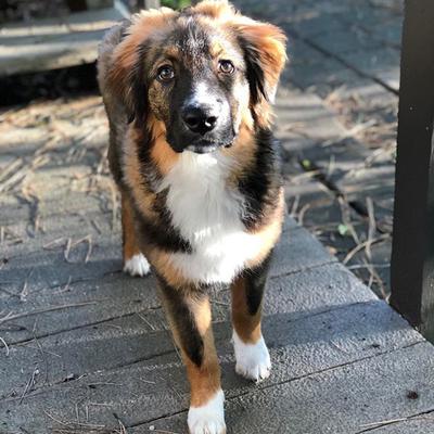 https://www.australian-shepherd-lovers.com/images/question-about-wisdom-panel-dna-results-21907311.jpg