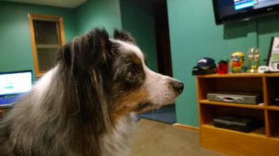 Toys to keep Australian Shepherds Busy