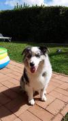 are australian shepherds stocky