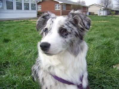 Australian shepherd in store heat