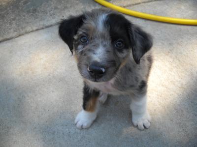 Short Haired Australian Shepherd For Sale Goldenacresdogs Com