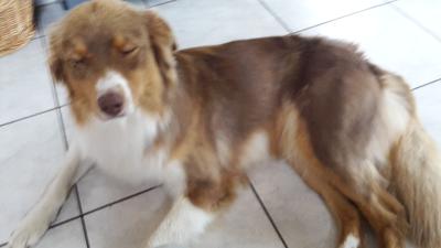 Short Haired Australian Shepherd Puppies For Sale